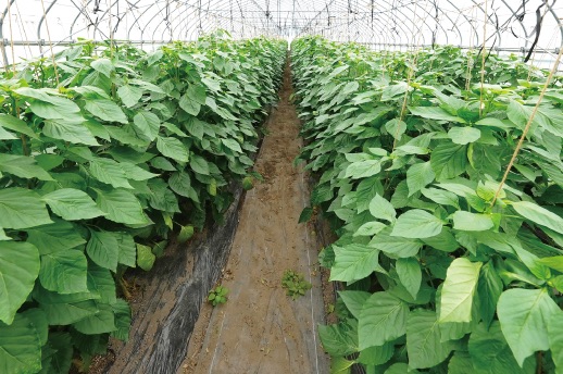 有機質肥料を使った土づくり